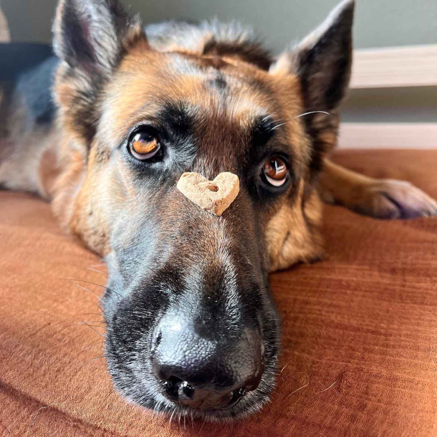Wonder Bark All Natural Grain-Free Dog Treats
