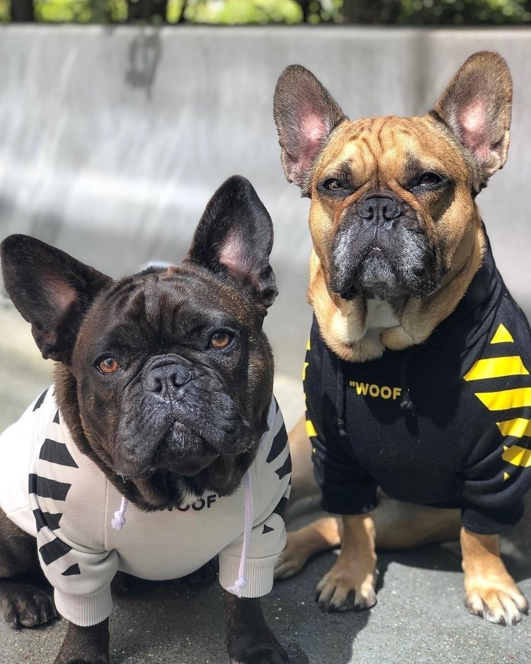 Two dogs wearing white and black and black and yellow WOOF hoodies