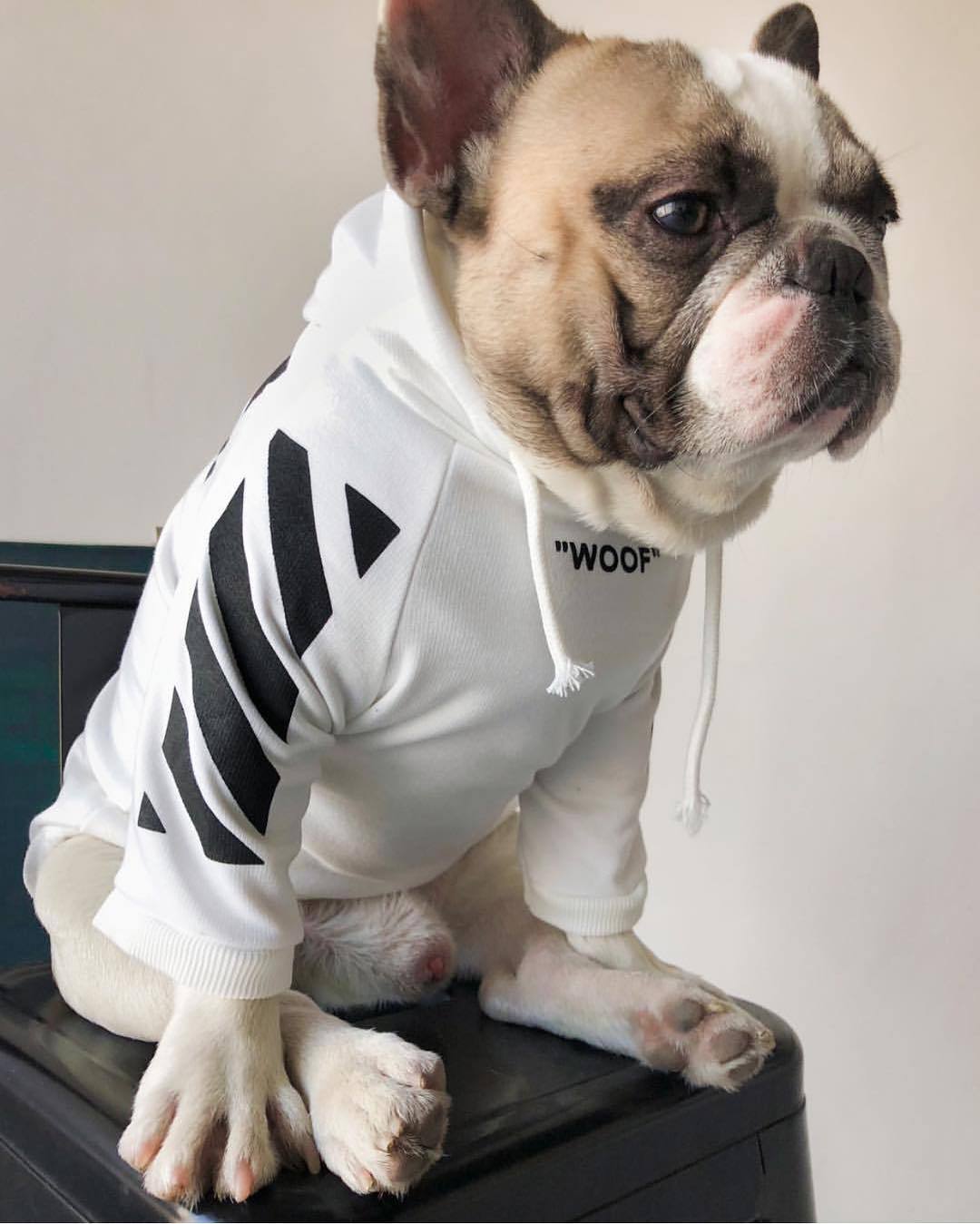 Side view of seated dog wearing a white WOOF hoodie with black sleeve graphics