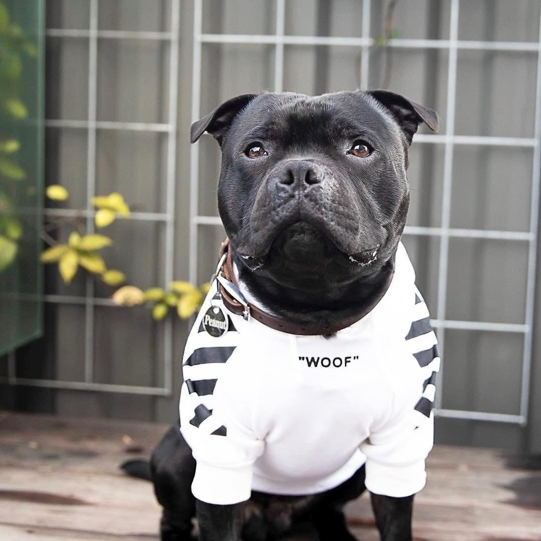Black dog wearing a white WOOF hoodie with black sleeve graphics