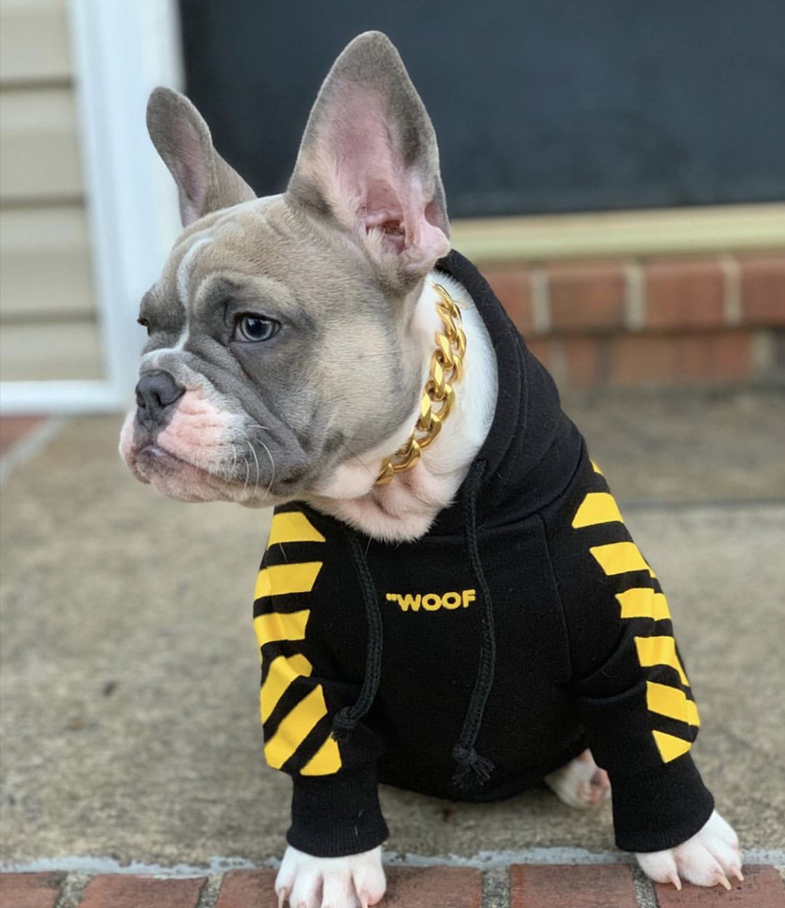 Dog sitting on steps wearing a black WOOF hoodie with yellow sleeve graphics