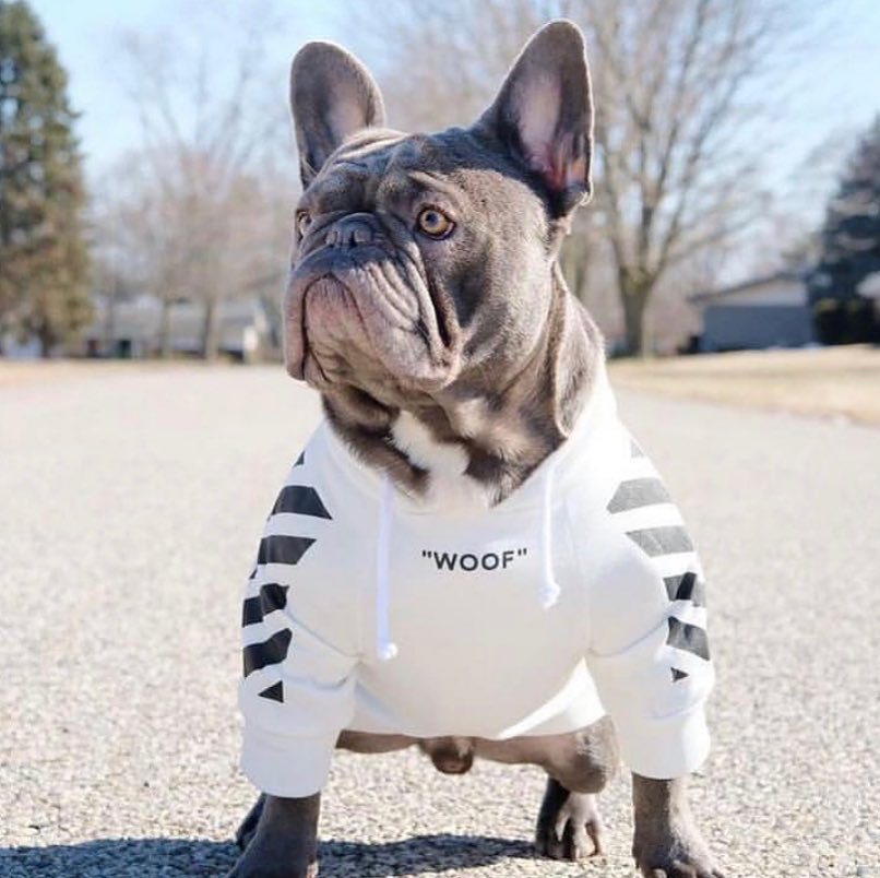 Dog sitting outdoors wearing a white WOOF hoodie with black graphics