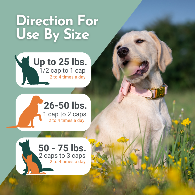 Hista Paws – with Quercetin for Cats and Dogs