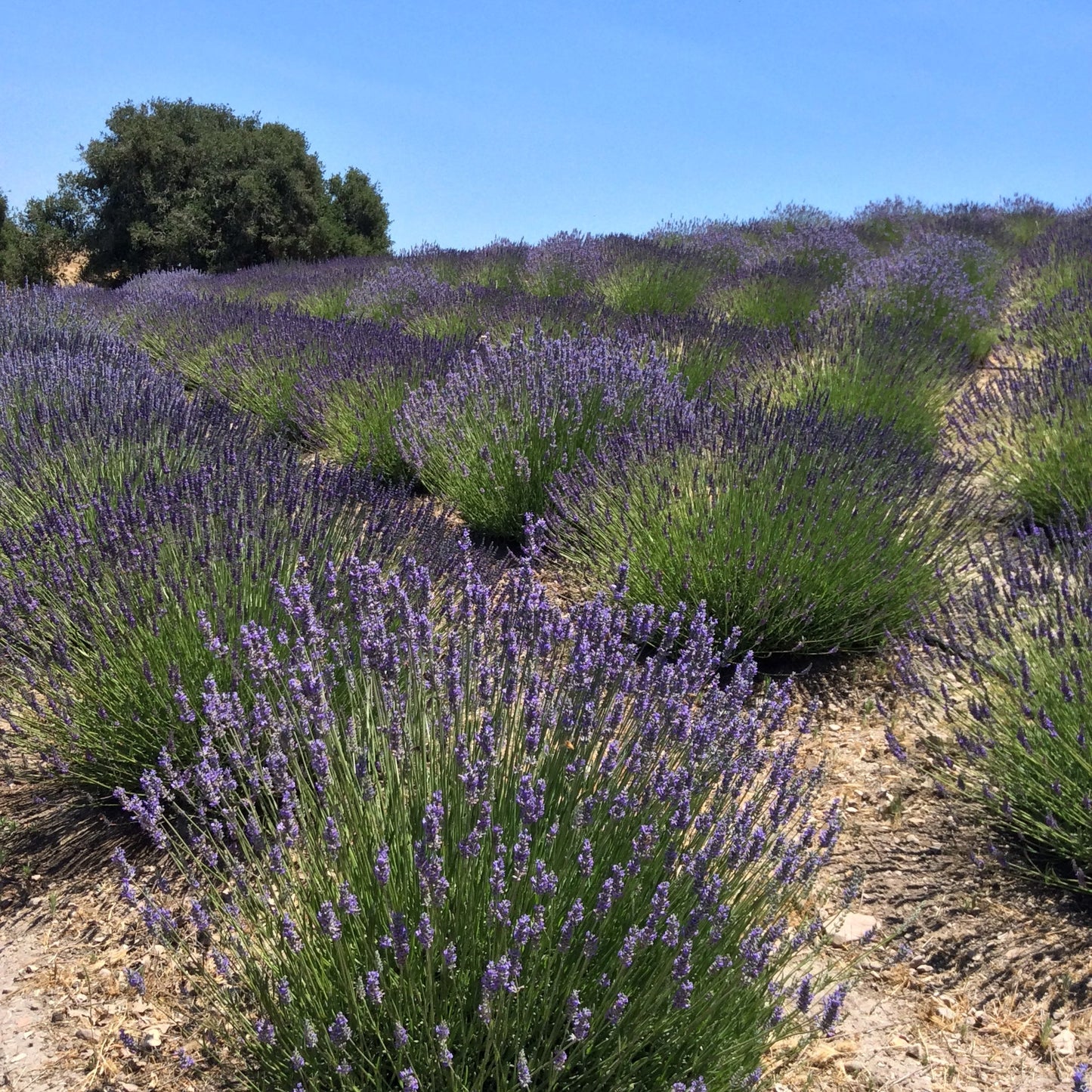 California Baby Certified Organic Lavender Sachet