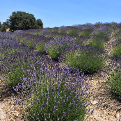California Baby Certified Organic Lavender Sachet