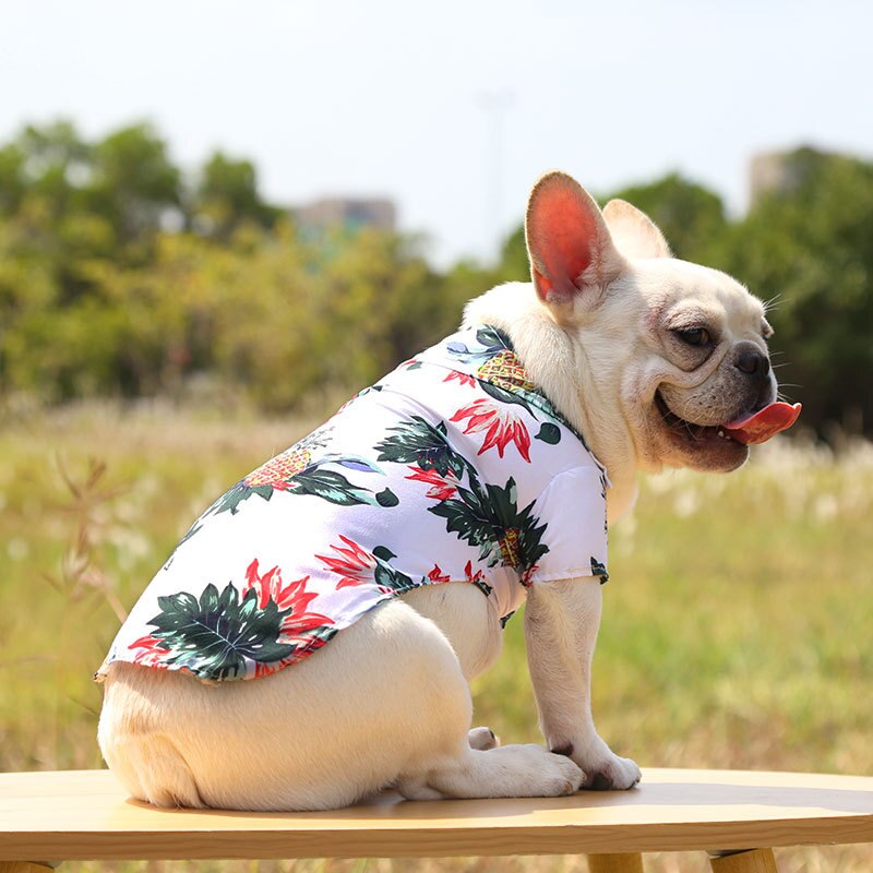 White dog wearing a white pineapple print pet shirt while sitting on a wooden bench