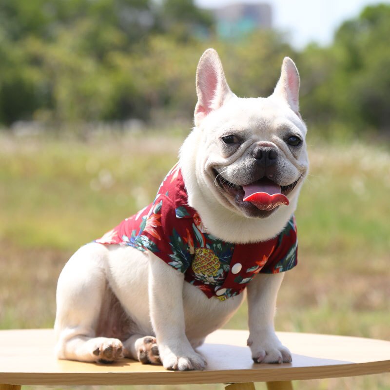 White dog wearing a red tropical pet shirt while sitting outdoors