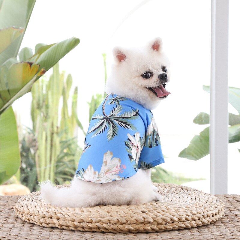 Small white dog wearing a blue floral pet shirt while sitting on a woven cushion