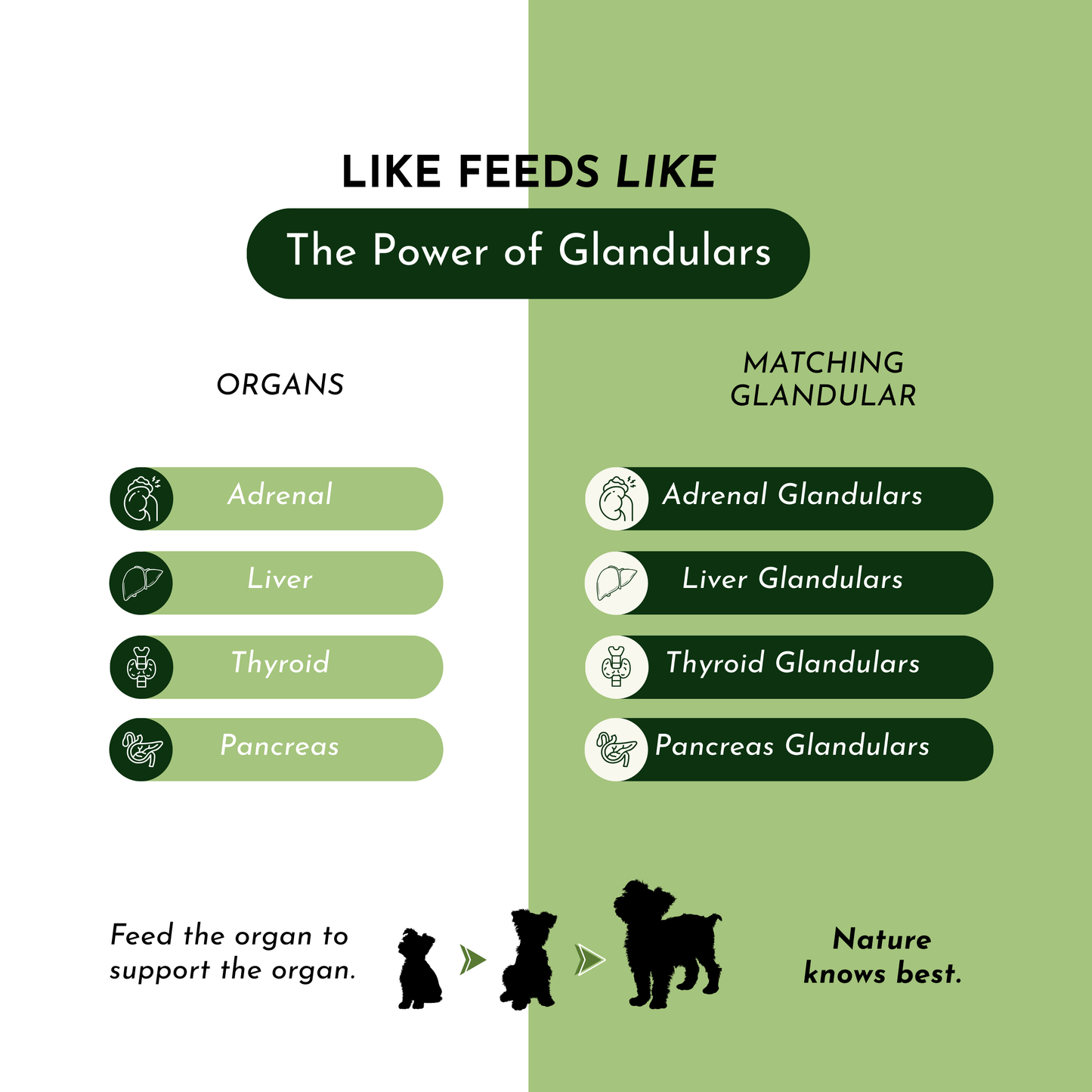 Holistic Total Body Support – Multivitamin & Glandular Support for Cats and Dogs