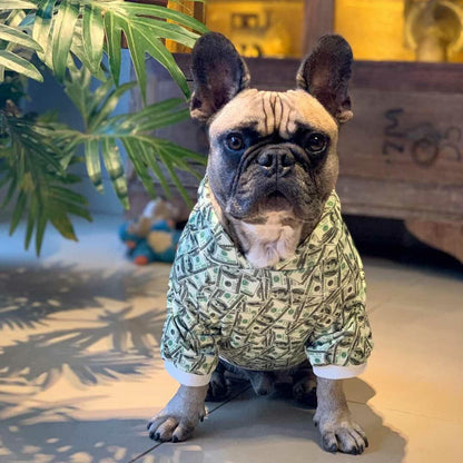 Front view of dog wearing a money print hoodie beside a leafy plant

