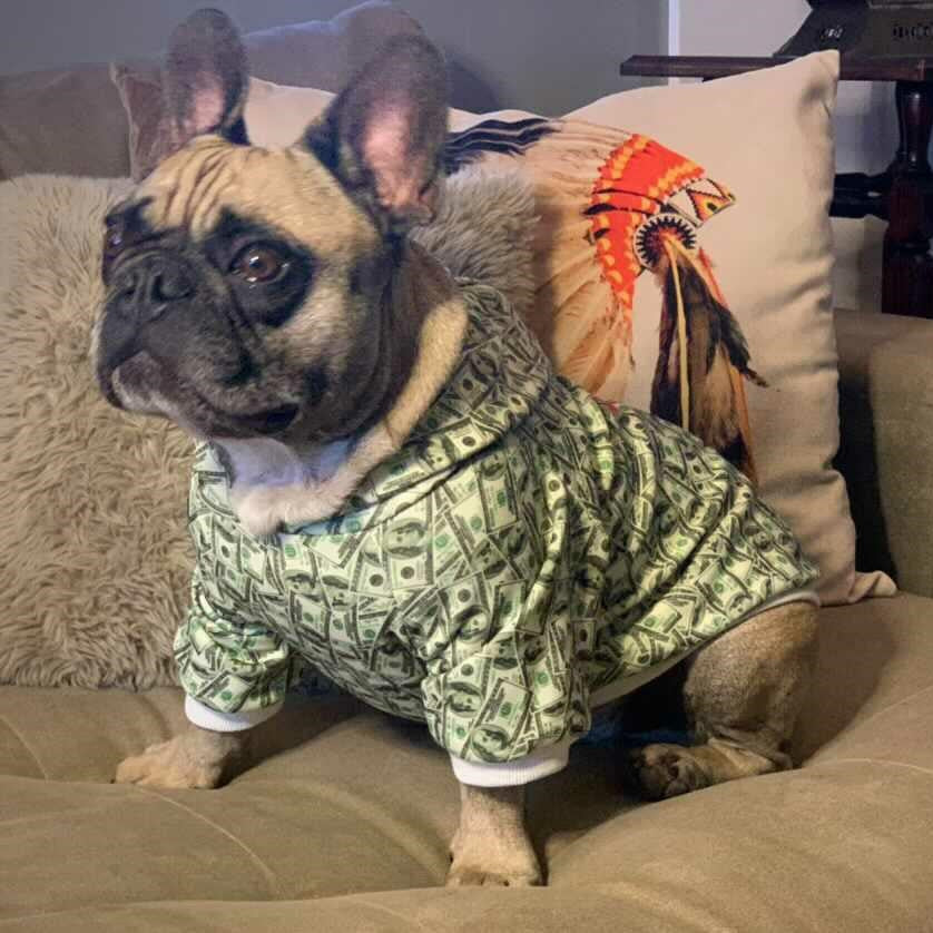 Dog seated on a sofa wearing a money print hoodie with white sleeve trim