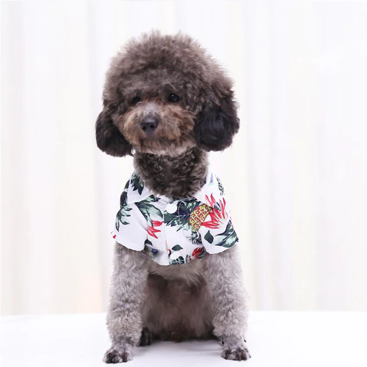 Front view of a small curly coated dog wearing a white pineapple print pet shirt