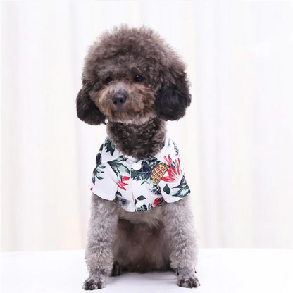 Front view of a small curly coated dog wearing a white pineapple print pet shirt