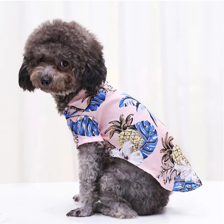 Side view of a small curly coated dog wearing a pink tropical pet shirt