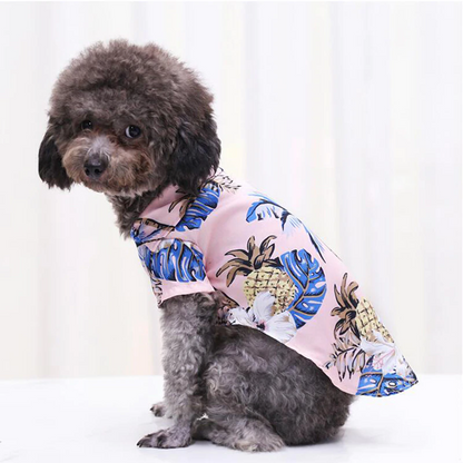 Side view of a small curly coated dog wearing a pink tropical pet shirt