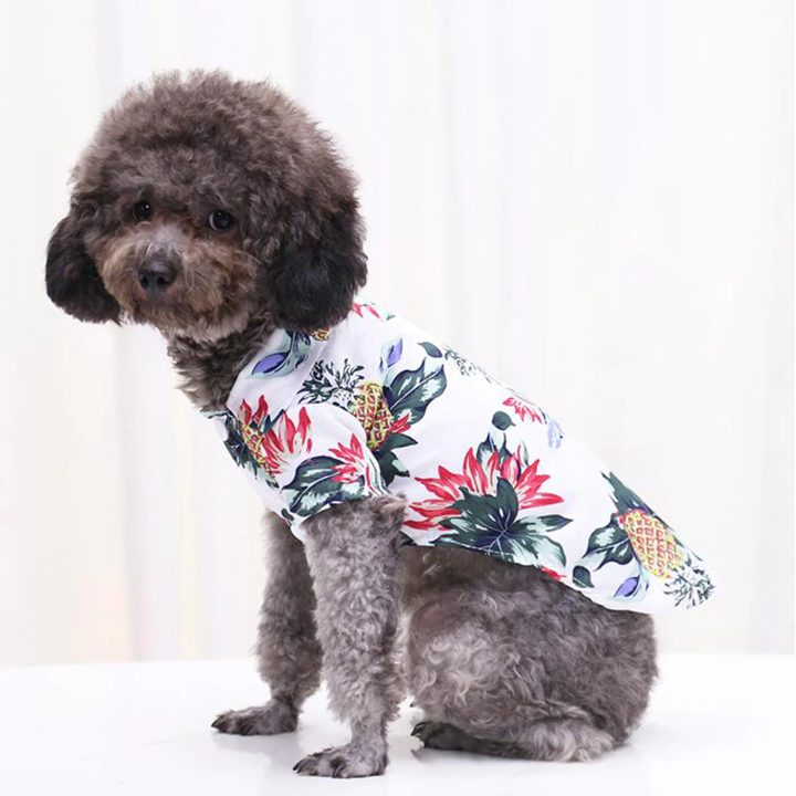 Side view of a small curly coated dog wearing a white pineapple print pet shirt