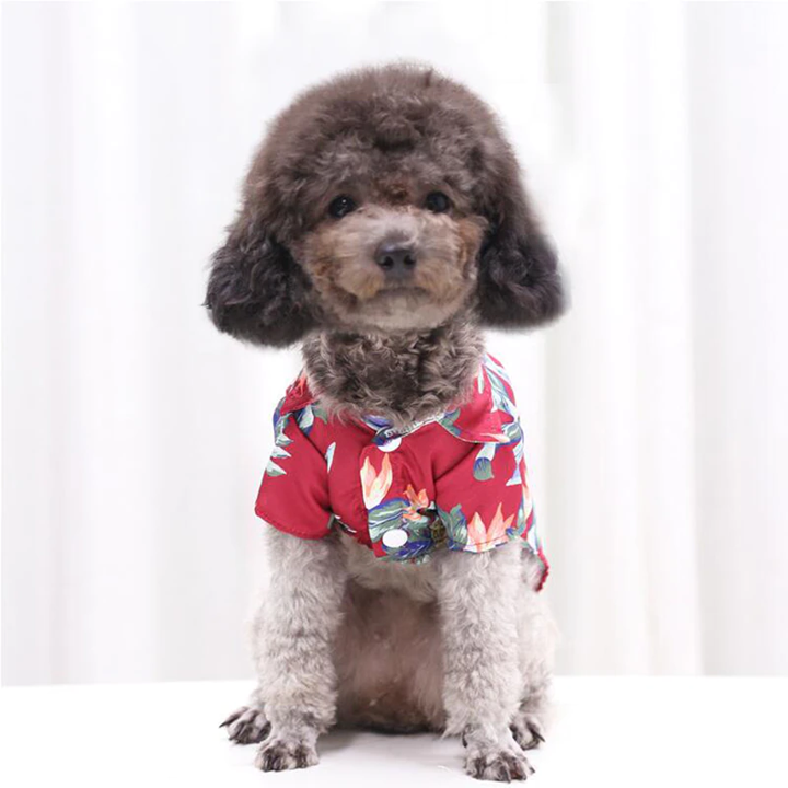 Front view of a small curly coated dog wearing a red tropical pet shirt