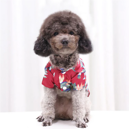 Front view of a small curly coated dog wearing a red tropical pet shirt