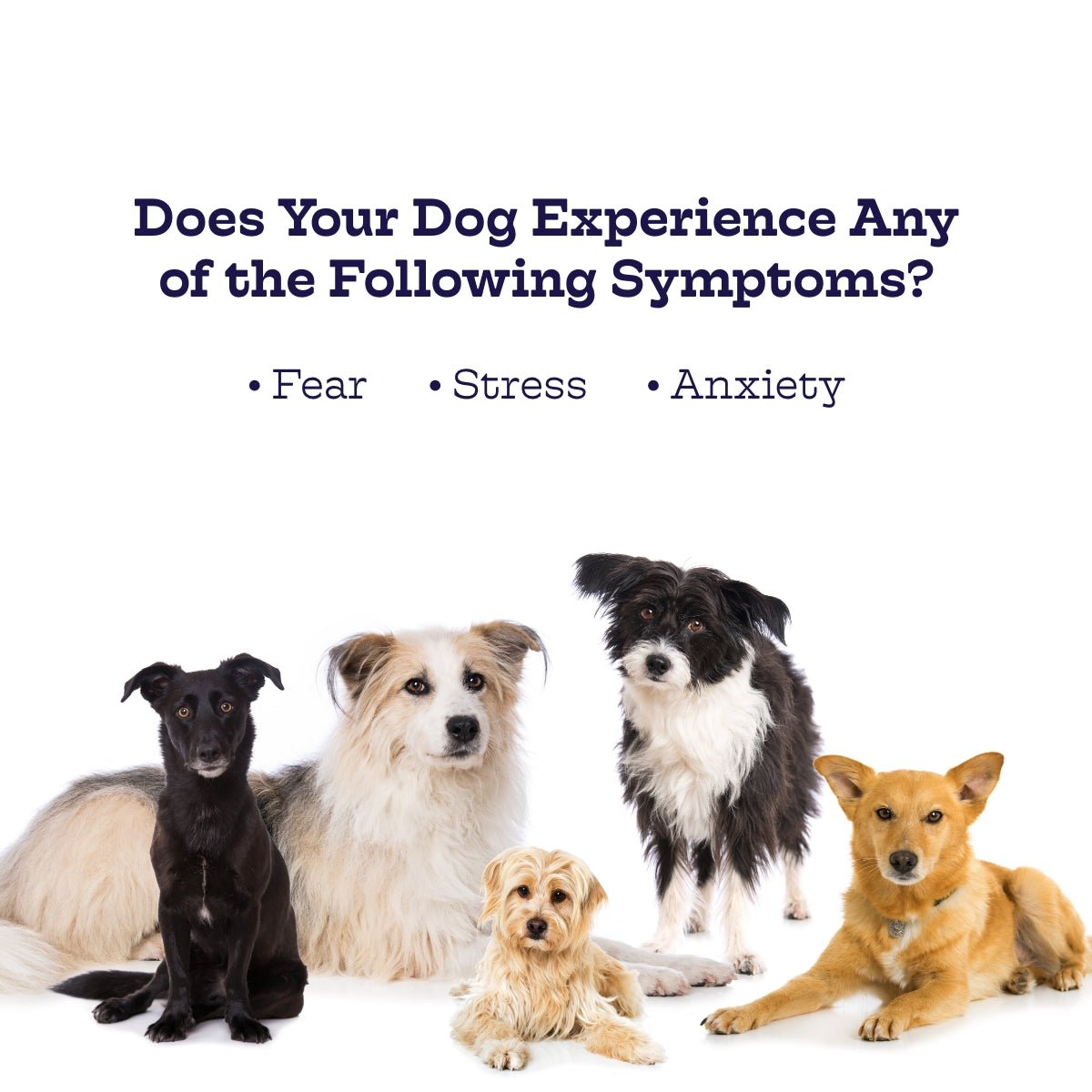 Moe's Chillout Chews - Dog Calming Supplements with Hemp & Chamomile