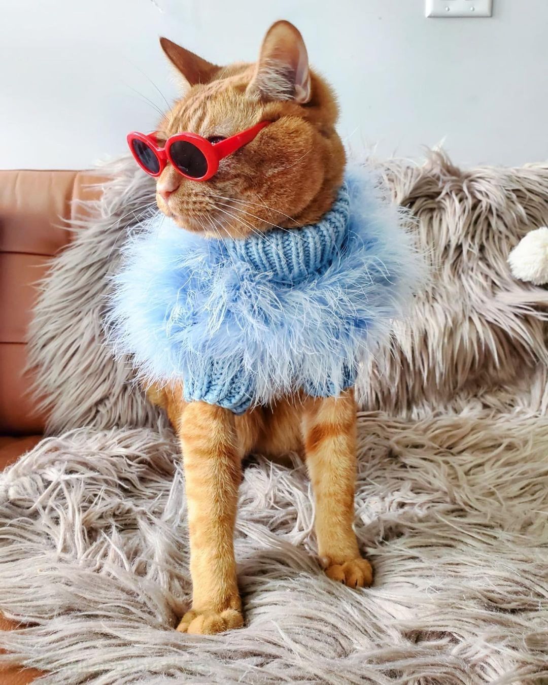 Orange tabby cat wearing red sunglasses and a blue fluffy turtleneck sweater on a shaggy chair