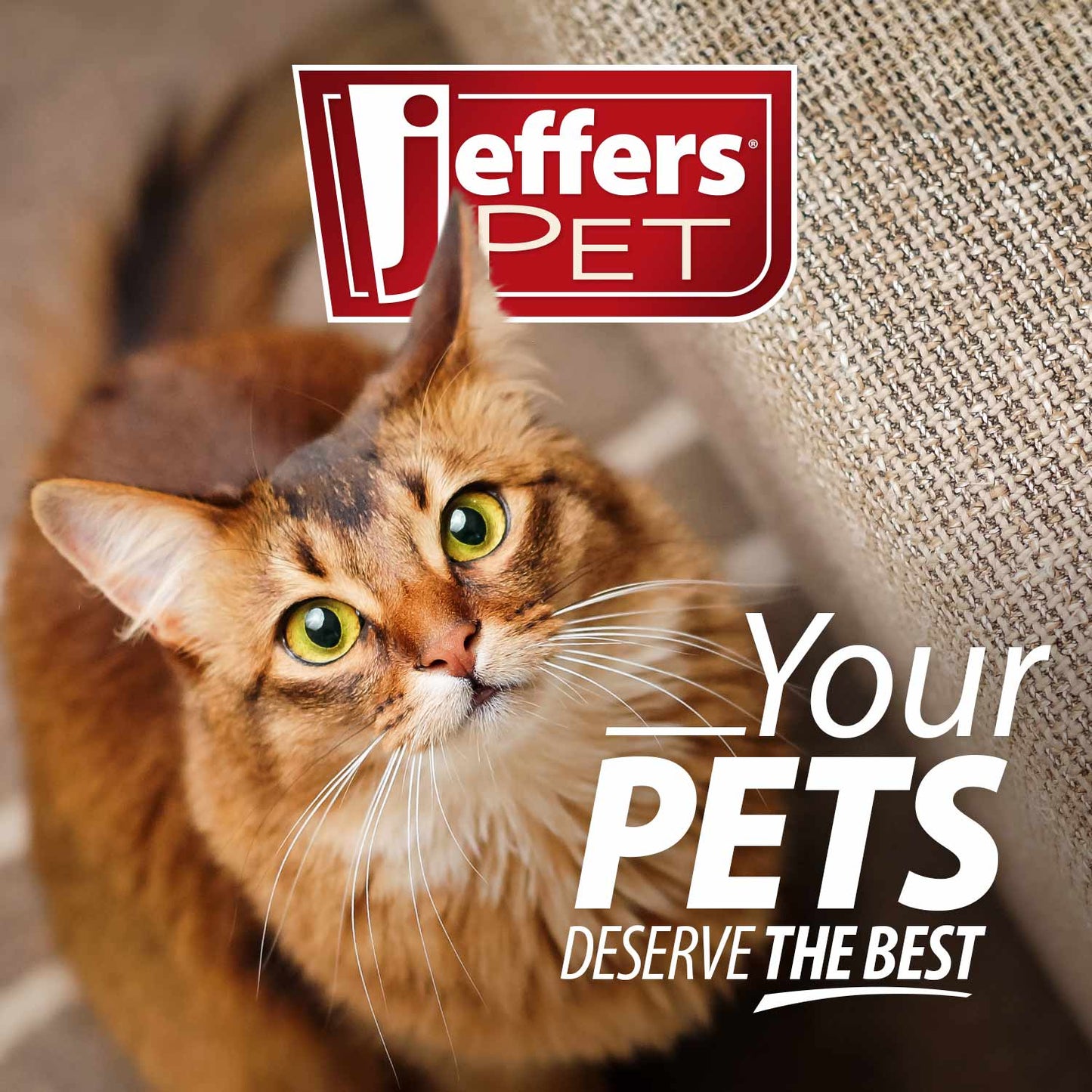 Jeffers BELLY BUDDY Probiotic Supplement Packets for Cats