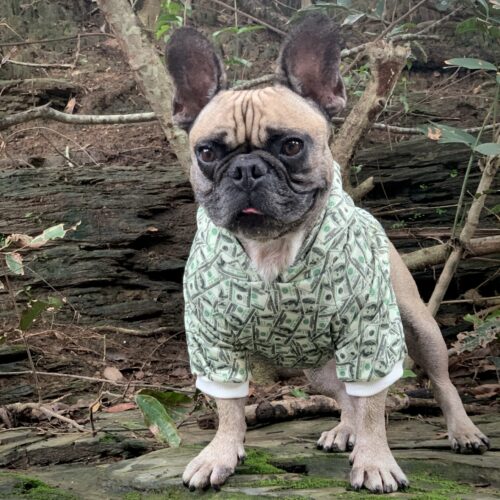 Dog outdoors wearing a money print hoodie beside fallen wood