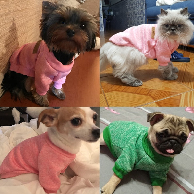 Three dogs and a cat wearing pink and green pullover pet sweaters