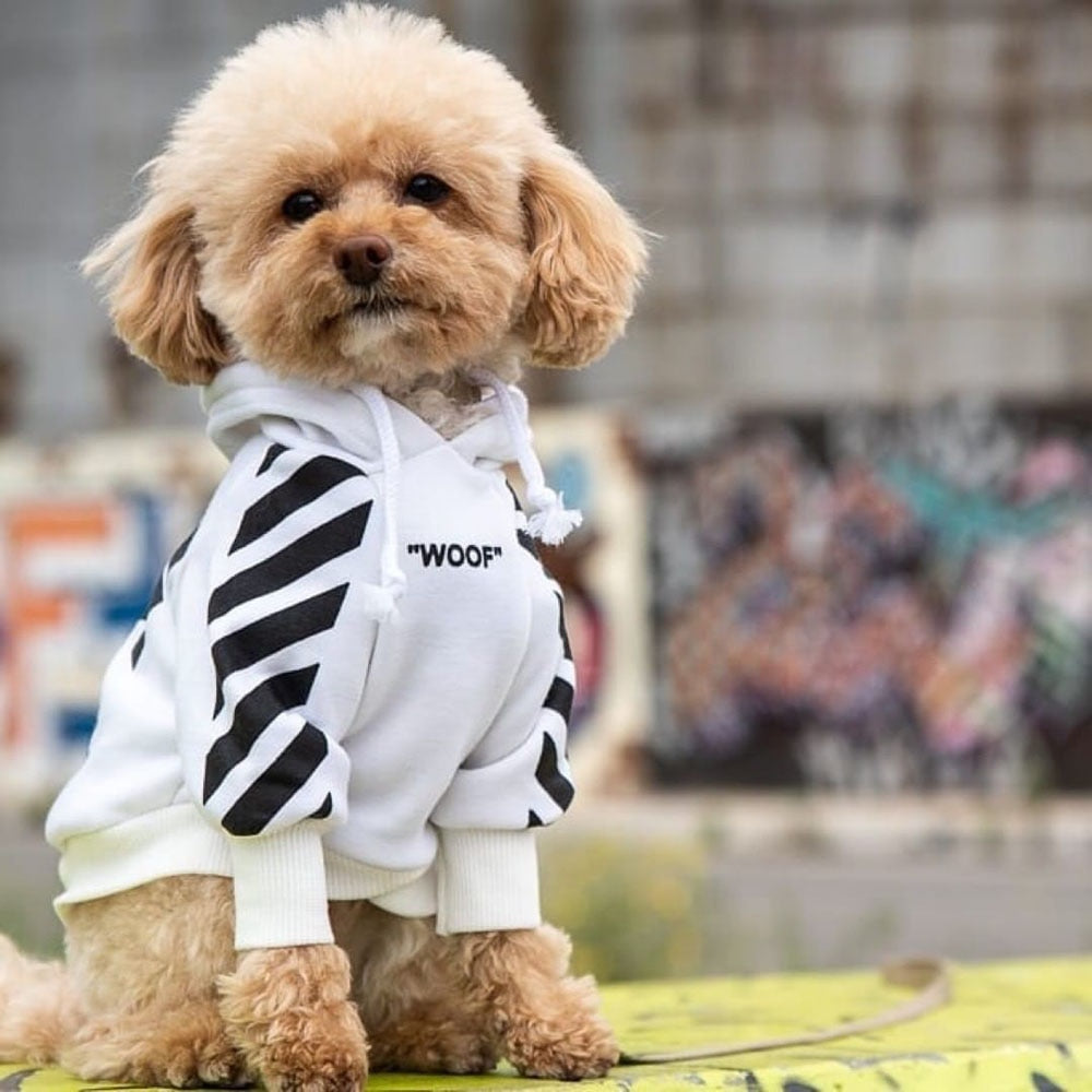 Small curly haired dog wearing a white WOOF hoodie with black sleeve graphics