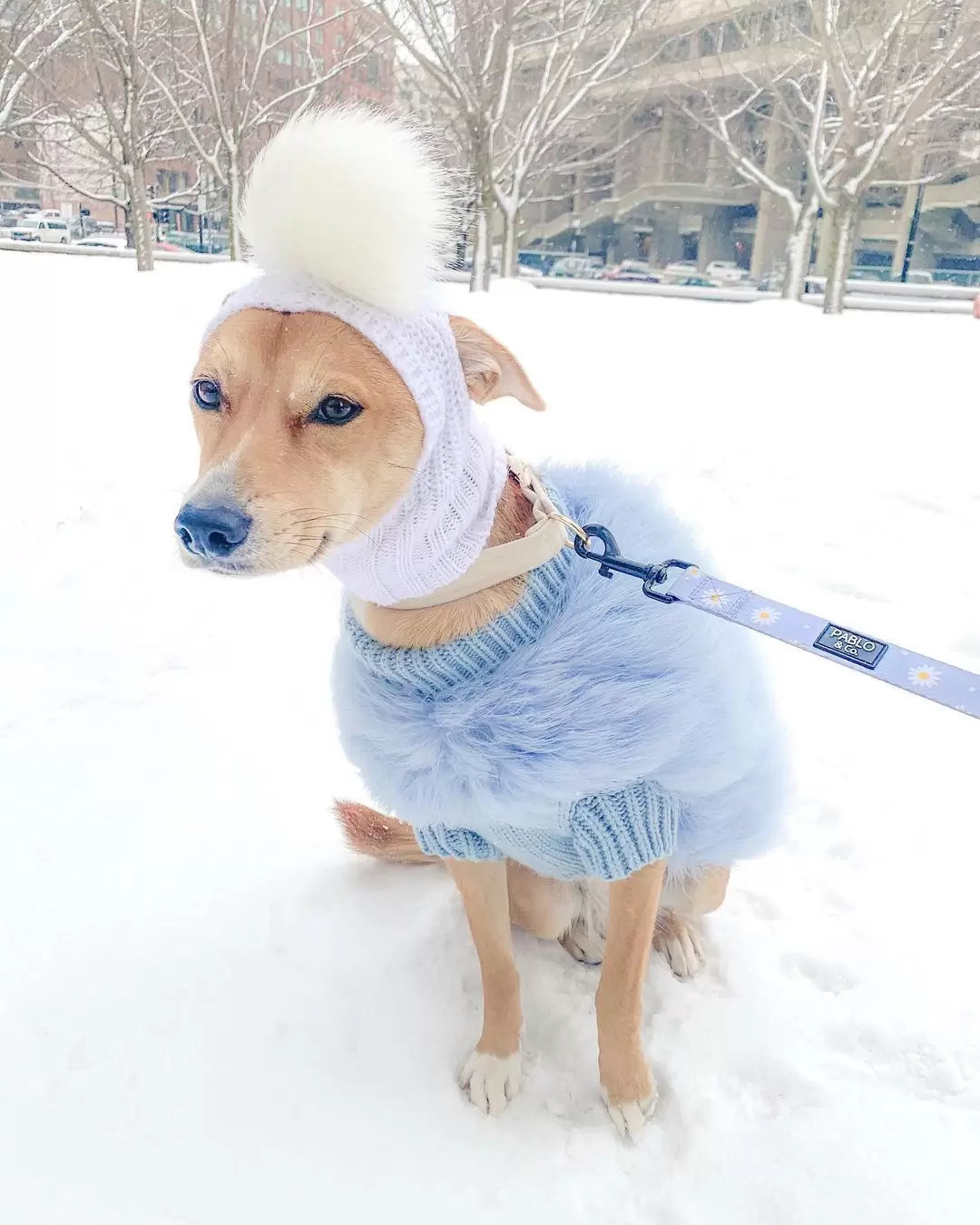 Dog wearing a blue fluffy sweater and a pale pom-pom hood while sitting in snow
