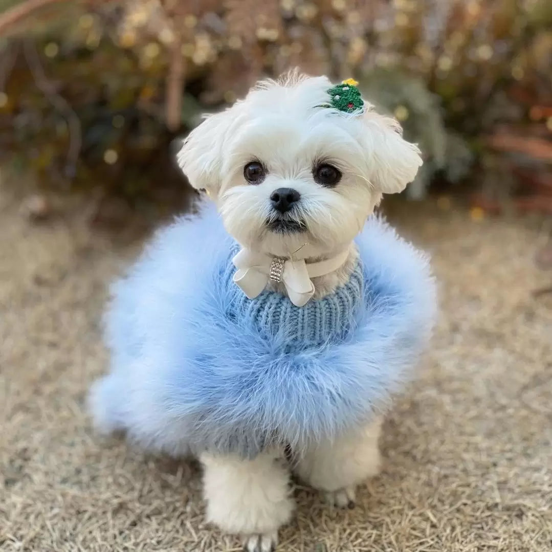Small white dog wearing a blue fluffy turtleneck sweater, a white bow collar and a green hair accessory outdoors