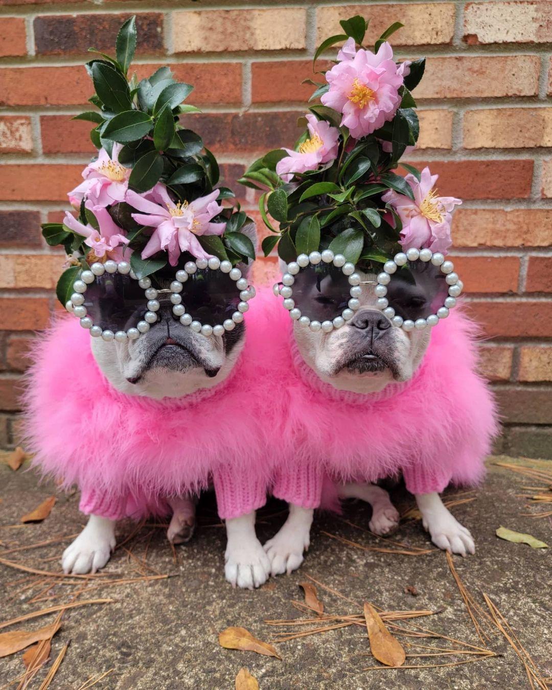 Two dogs in pink fluffy sweaters wearing floral headpieces and pearl-trimmed sunglasses beside a brick wall