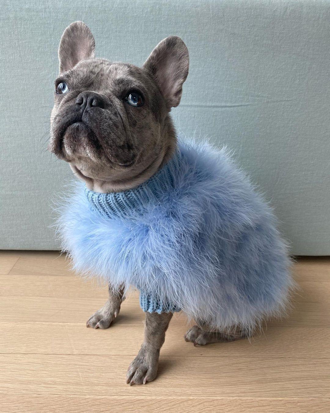 Gray dog sitting indoors in a blue fluffy sweater with knitted neckline and cuffs
