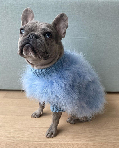 Gray dog sitting indoors in a blue fluffy sweater with knitted neckline and cuffs
