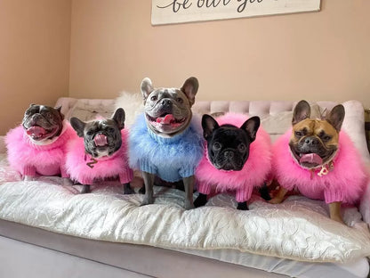 Five dogs sitting on a sofa in fluffy pet sweaters, four wearing pink and one wearing blue