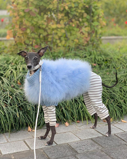 Slender dog wearing a blue fluffy sweater over striped clothing while standing outdoors on a leash