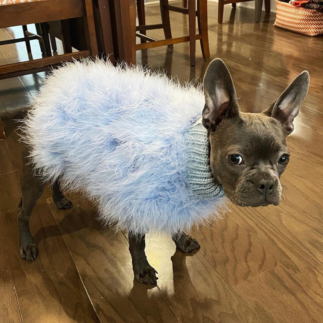 Gray dog standing on a wooden floor in a pale-blue fluffy sweater with a knitted turtleneck